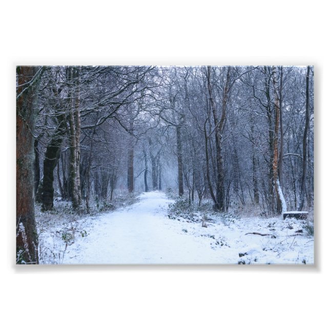Impression Photo Scottish Bluebell Woods en hiver (Devant)