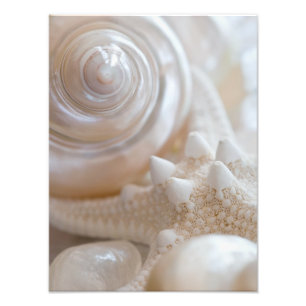 Impression Photo Sea Shell & Starfish Arrière - plan - Beach Shells