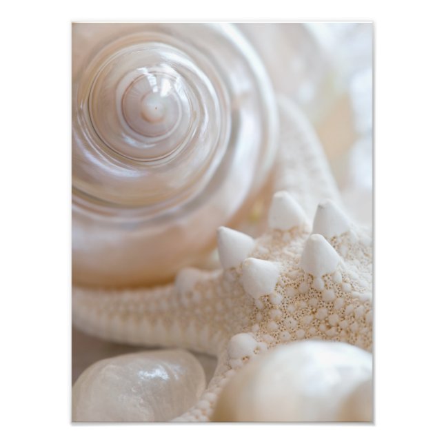 Impression Photo Sea Shell & Starfish Arrière - plan - Beach Shells (Devant)