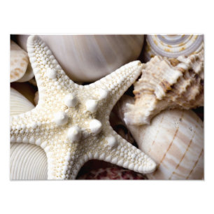 Impression Photo Sea Shell Starfish Arrière - plan - Beach Shells
