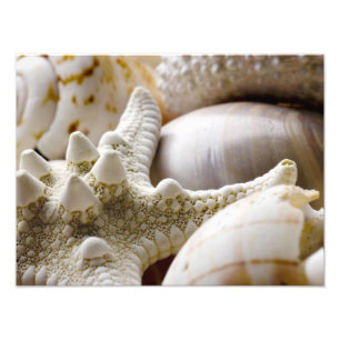 Impression Photo Sea Shell Starfish Arrière - plan - Beach Shells
