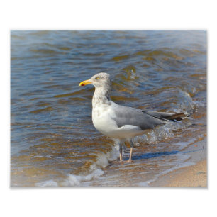 Impression photo Seagull