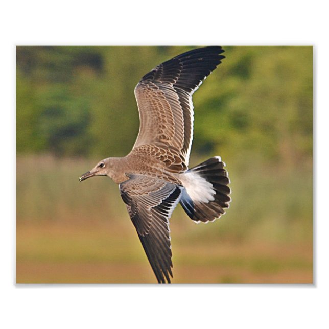 Impression photo Seagull (Devant)