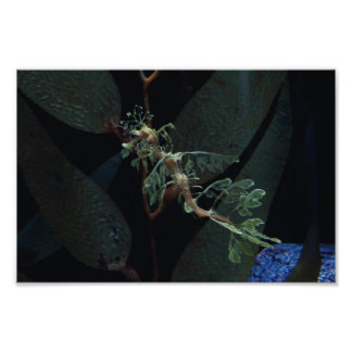 Impression Photo Seahorse