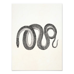 Impression Photo Serpent en verre vintage - Modèle de reptile blanc