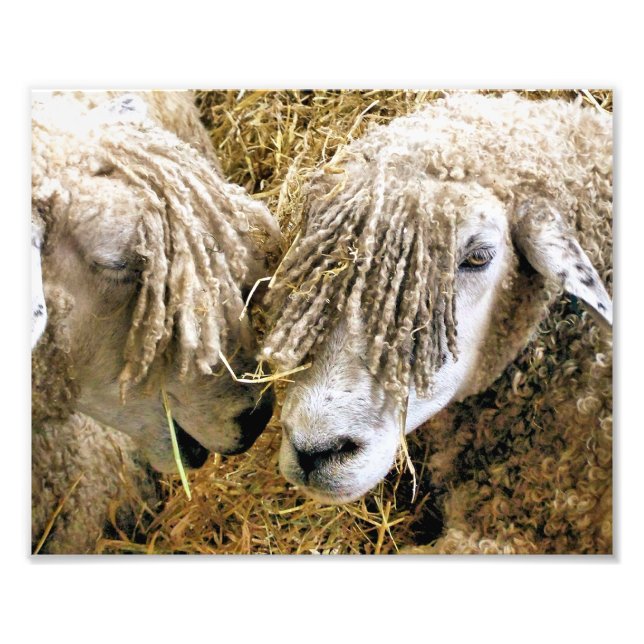 IMPRESSION PHOTO SHEEP (Devant)