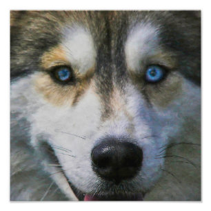 IMPRESSION PHOTO SIBÉRIEN HUSKY "LOR EYES"