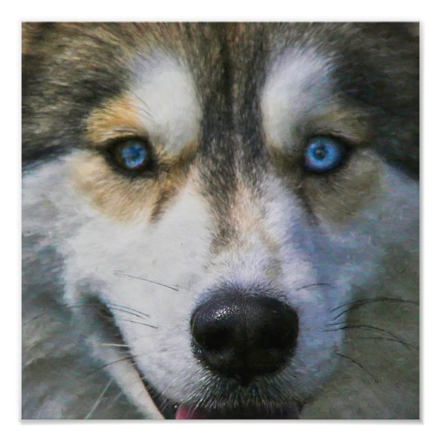 IMPRESSION PHOTO SIBÉRIEN HUSKY "LOR EYES" (Devant)