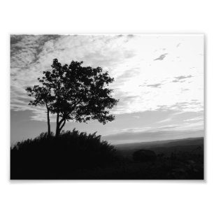 Impression Photo Silhouette d'arbre noir et blanc
