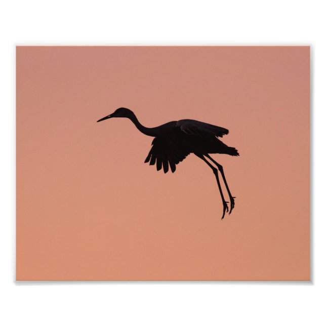 Impression Photo Silhouette de Sandhill sur ciel rose couché de sol (Devant)