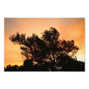 Impression Photo Silhouette d'olivier au coucher du soleil