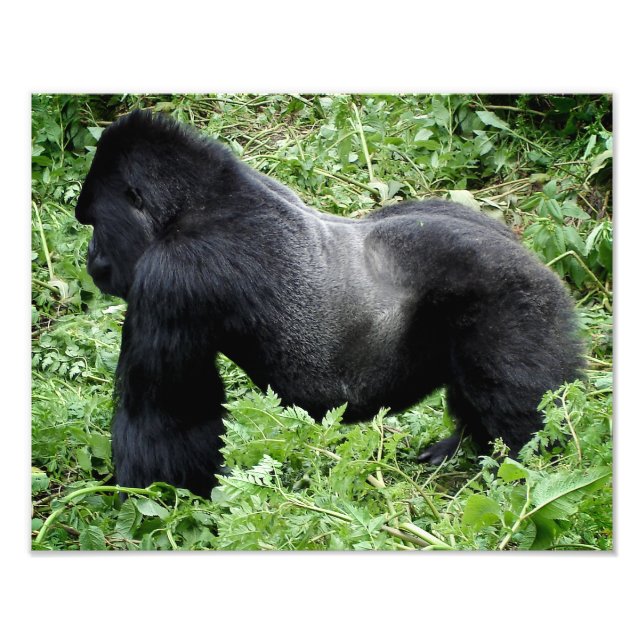 Impression photo Silverback gorilla (Devant)