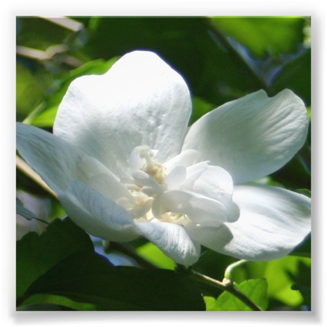 Impression Photo Simple blanc (Devant)