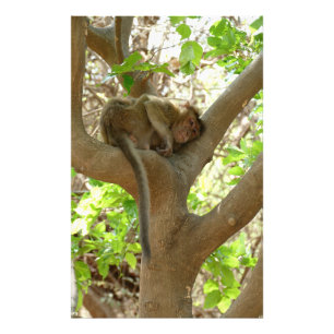 Impression Photo Singe - Je suis tellement fatigué