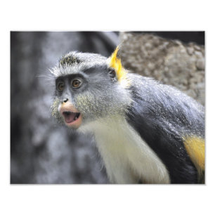 Impression Photo Singe loup multicolore