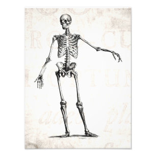 Impression Photo Skeleton Retro Skeletons 1800s vintage Anatomie