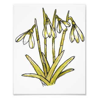 Impression Photo Snowdrops