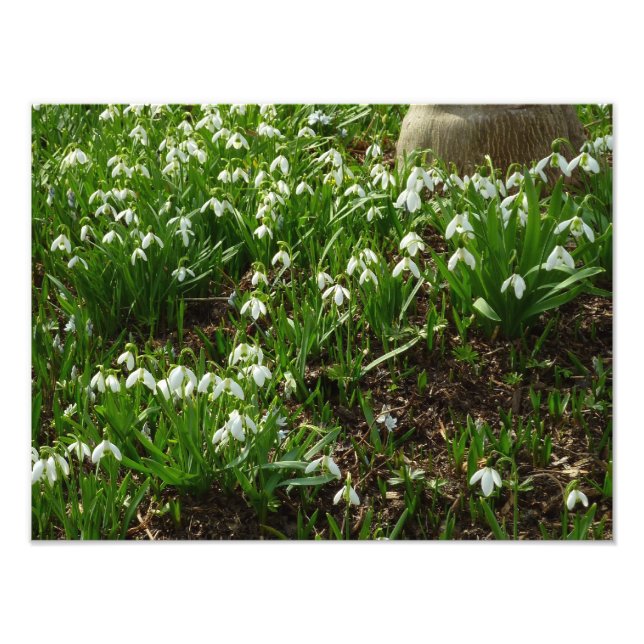 Impression Photo Snowdrops (Devant)