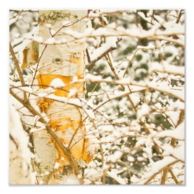 Impression Photo Snowy Birch (Devant)