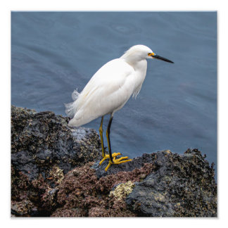 Impression Photo Snowy Egret