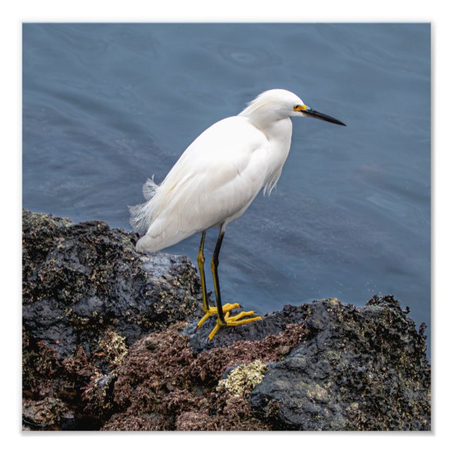 Impression Photo Snowy Egret (Devant)