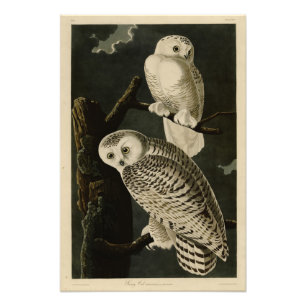 Impression Photo Snowy Owl, John James Audubon's Birds of America