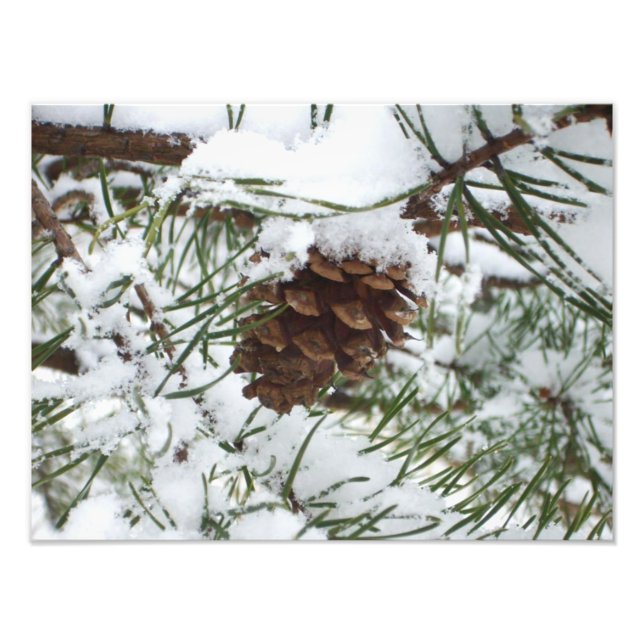 Impression Photo Snowy Pine Cone I (Devant)