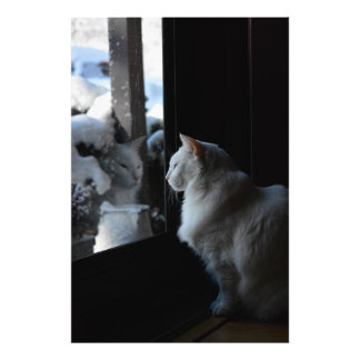 Impression Photo Snowy White Kitty