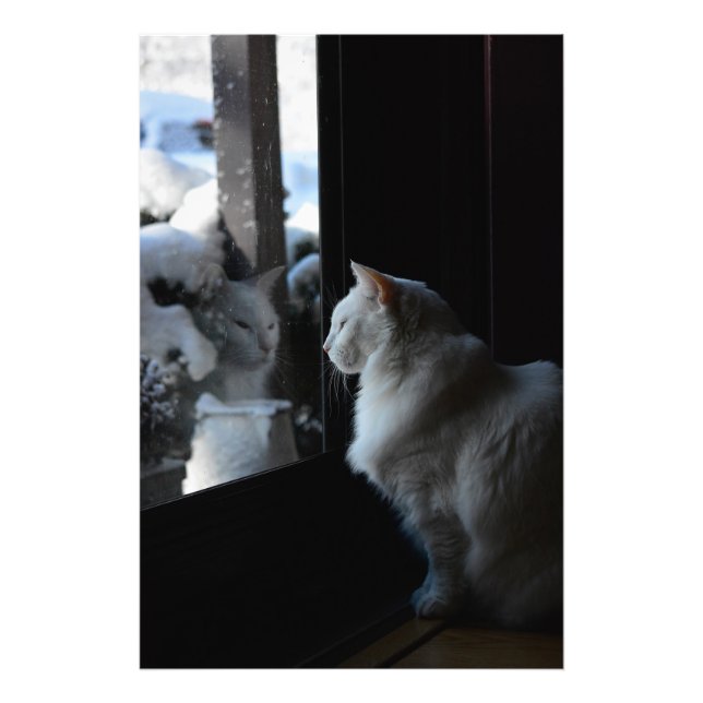 Impression Photo Snowy White Kitty (Devant)