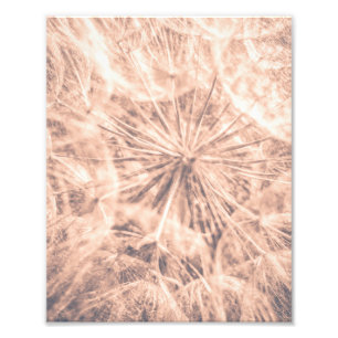 Impression Photo Soft Fairytale Pink Dandelion Blowball 4