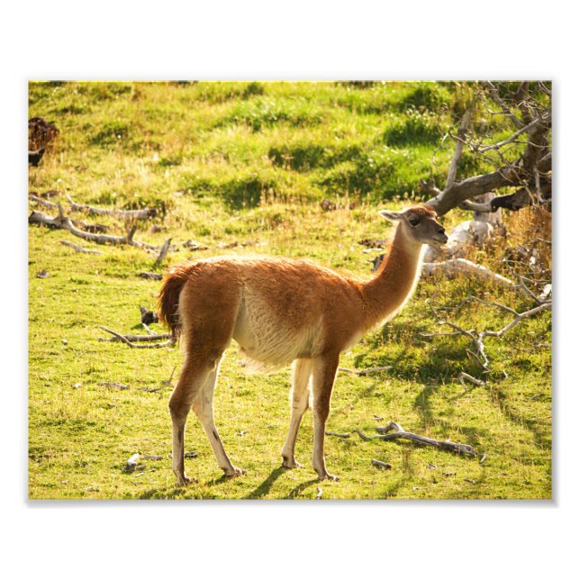 Impression Photo Soleil de Guanaco (Devant)