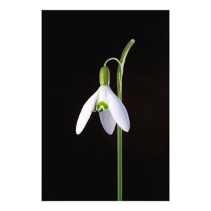 Impression Photo Solo Perinfection