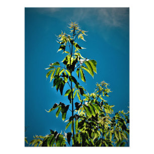 Impression Photo "Sorins a le soleil"