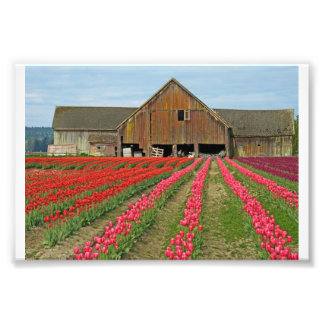 Impression Photo Souvenirs Du Printemps.