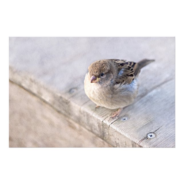 Impression Photo Sparrow (Devant)