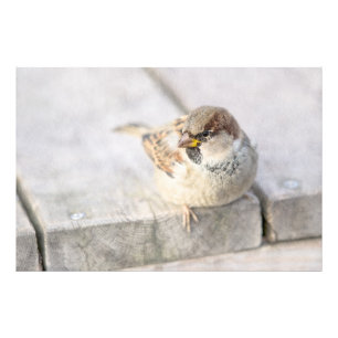 Impression Photo Sparrow - Après la transatlantique