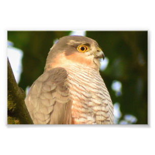 Impression Photo Sparrowhawk