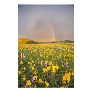 Impression Photo Spectaculaire prairie fleur sauvage au lever du jo