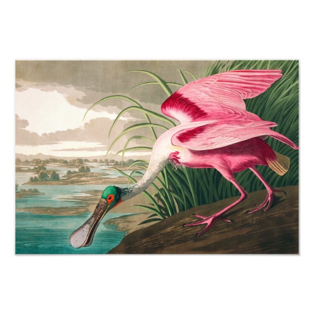 Impression Photo Spoonbill sur le roseate par John James Audubon (Devant)