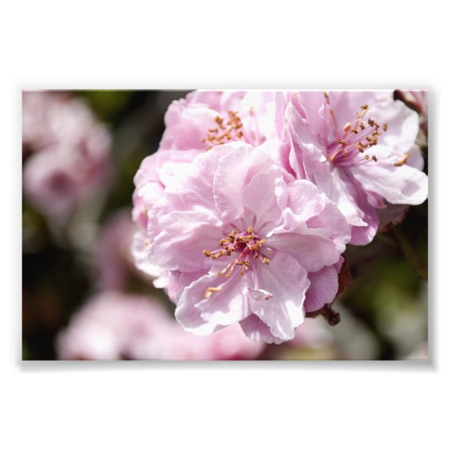 Impression Photo Spring blossom (Devant)