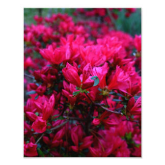 Impression Photo "Spring Boom" (Impression photo)