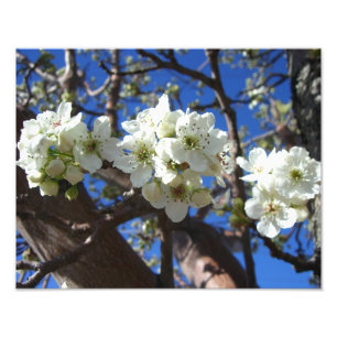 Impression Photo Spring Flowering Pear Tree