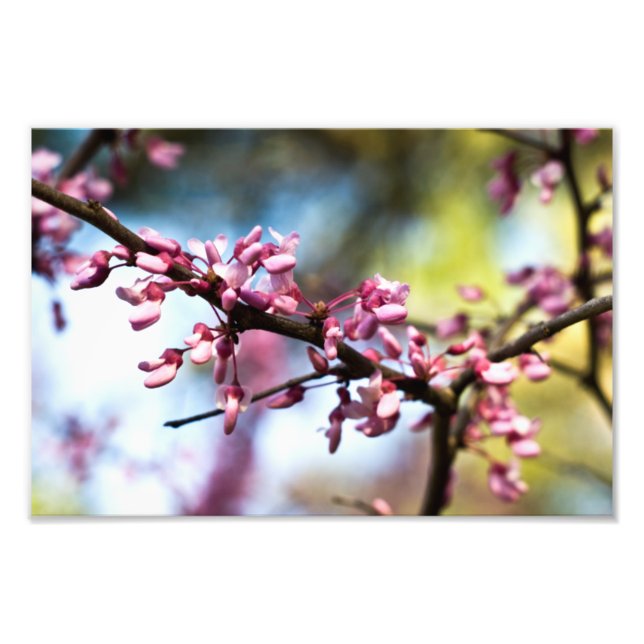 Impression Photo Spring Rhapsody (Devant)