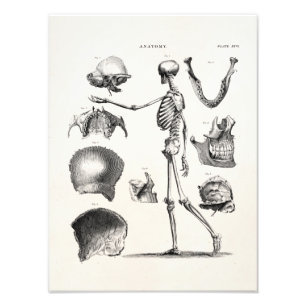 Impression Photo Squelettes antiques squelettiques d'anatomie de