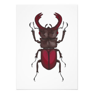 Impression Photo Stag beetle