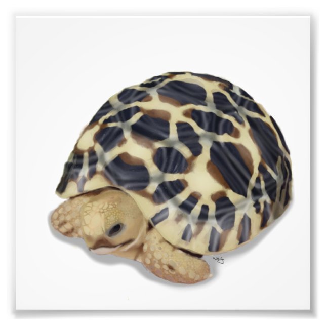 Impression Photo Star Tortoise Print (Devant)
