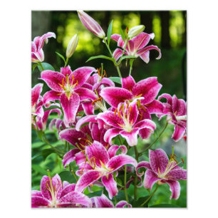 Impression Photo Stargazer Lilies