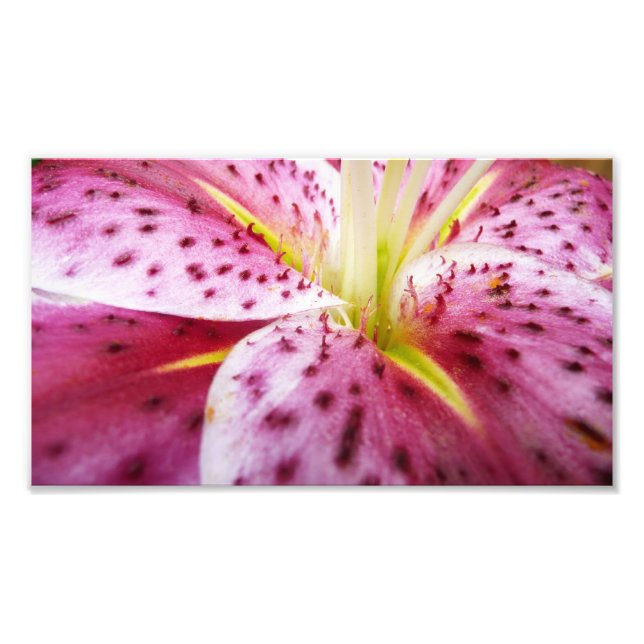 Impression Photo Stargazer Lily brillant Magenta Floral (Devant)