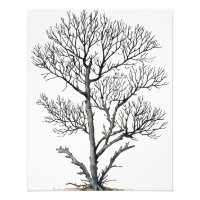 Stark Beauty : Arbre Noir et Blanc Art Mur