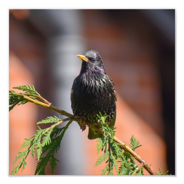Impression Photo Starling européen (Devant)